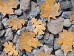 Autumn Leaves