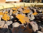 Autumn Leaves - Image 2